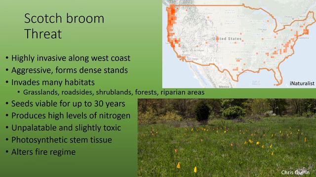 Scotch Broom Species Spotlight смотреть онлайн