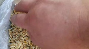 Проростки гречки :)