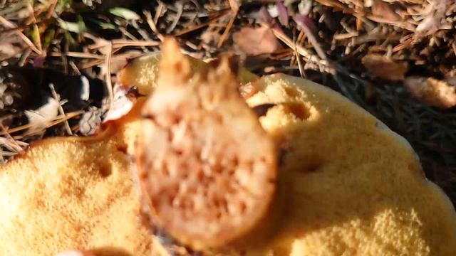 За маслятами и вешенками во второй половине ноября смотреть онлайн