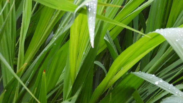 Summer Rain - in the Garden. [4K video. 3D sound. 🎧] *please see description for details* смотреть онлайн