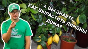 Как вырастить лимон в домашних условиях? #лимон #лимоныдома