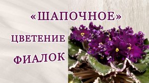 Что такое "шапочное" цветение фиалки? Сорт РС Дон Жуан.