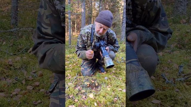 Съедобный гриб ОПЁНОК МАКОВЫЙ - Hypholoma capnoides