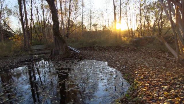 Что это за зверь на пруду?Новое пополнение кошка Мурка.Пруд на даче своими руками. смотреть онлайн