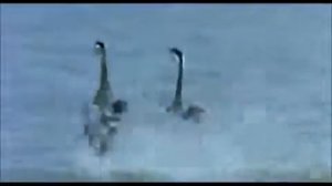 Танцующие гуси на воде