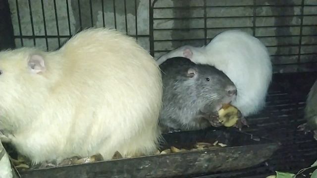 Нутрии..корма на халяву..? смотреть онлайн