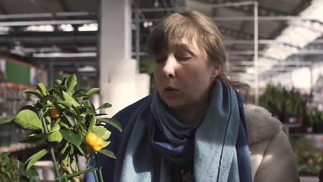 Как выбрать цитрусовые, выращивание цитрусовых, уход за цитрусовыми, домашние цитрусовые