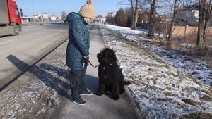 Роджер на прогулке.