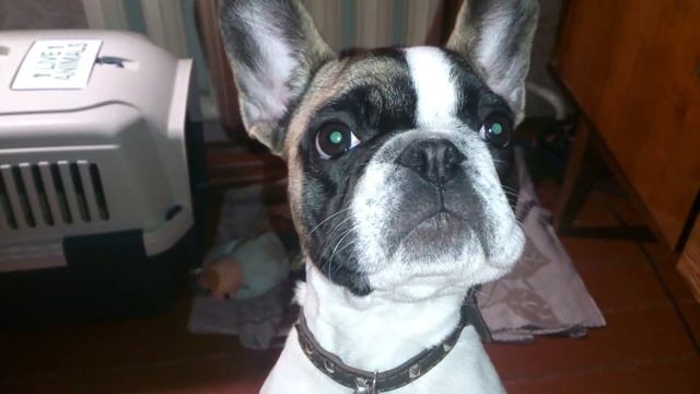 ridiculous puppy _ смешной щенок Ева смотреть онлайн