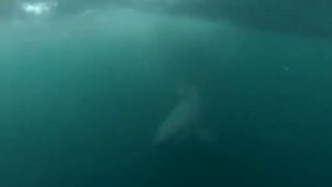 НАПАДЕНИЕ АКУЛЫ В ЧЁРНОМ МОРЕ! ЖЕСТЬ! I SHARK ATTACK IN THE BLACK SEA! TIN!