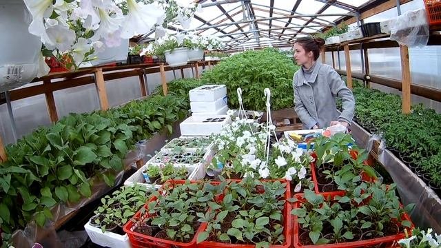 как выбрать АМПЕЛЬНУЮ ПЕТУНИЮ?