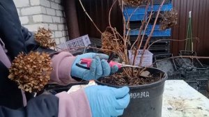 Древовидная гортензия. Осенняя обрезка и пересадка. 22.10.23