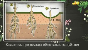 Посадка клематисов - как правильно посадить клематис