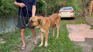 Курган свн Дона