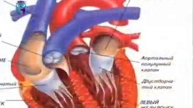 Содержат многочисленные полулунные клапаны. Полулунный клапан сердца. полулунные клапаны сердца. полулунные клапаны капилляров. сонник сердце.