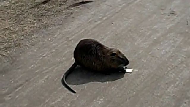Big river rats