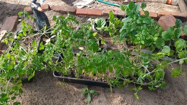 Виноград из косточки. Однолетние саженцы перезимовали все и стали активно расти. 6.05.2022.