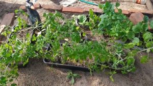 Виноград из косточки. Однолетние саженцы перезимовали все и стали активно расти. 6.05.2022.