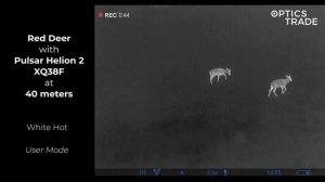 Red Deer at 40 meters with Pulsar Helion 2 XQ38F | Optics Trade See Through