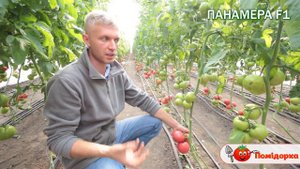 ПАНАМЕРА F1 | PANAMERA F1 - Томат індетермінантний, Clause
