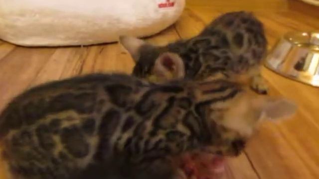 Бенгальские котята - 11.01.2015 - BENGAL KITTENS for SALE