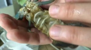 Как отличить самку от самца Австралийского рака