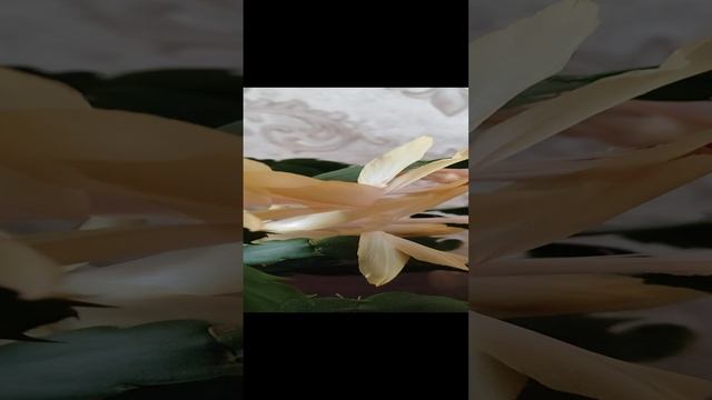Желтый декабрист. Цветение жёлтого декабриста.