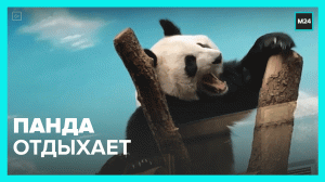 Панда отдыхает — Москва 24