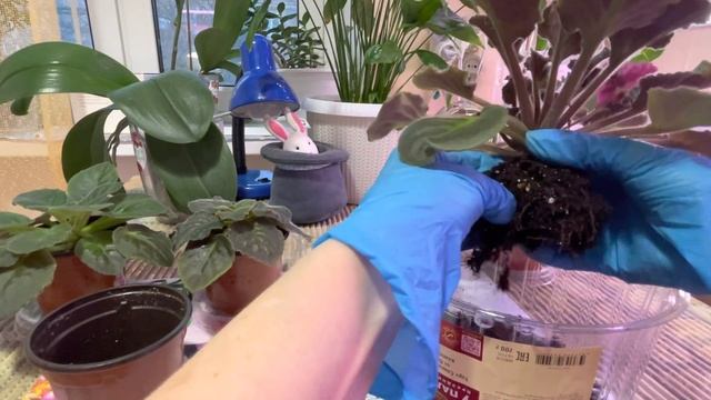 ФИАЛКА ЗАБОЛЕЛА! Часть 1. ПОЧЕМУ? КАК ВЫЛЕЧИТЬ? смотреть онлайн