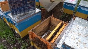 Подготовка семьи для вывода маток с помощи изолятора.  3в1