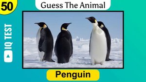 Guess 100 Animals in 3 seconds | Animal Quiz