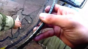 Ловля леща осенью в октябре ! Чеснок показывает отличный результат! Осень 2022