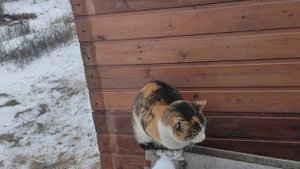 Зимнее содержание кур и уток