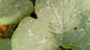 Как и когда собирать урожай тыквы ?