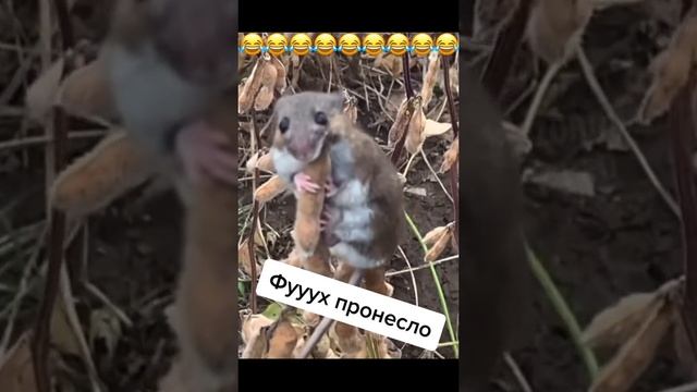 Фух, пронесло.mp4 смотреть онлайн