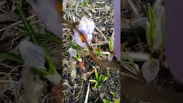 Весна на даче 🌞☘️🌞 смотреть онлайн