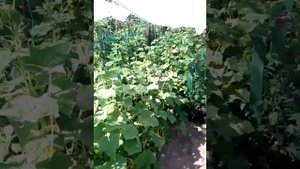Спасти огурцы и помидоры от солнца