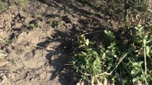 ПАСТЕРНАК. ПЕРВЫЙ СБОР УРОЖАЯ. Обзор грядок. Мой опыт.