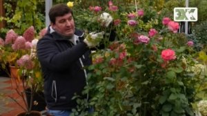 ПРАВИЛЬНАЯ ОБРЕЗКА РОЗ ВЕСНОЙ, ЛЕТОМ И ОСЕНЬЮ