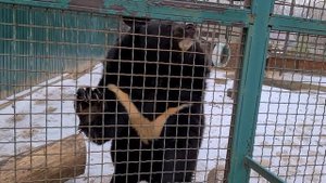 ГИМАЛАЙСКИЙ МЕДВЕДЬ. HIMALAYAN BEAR