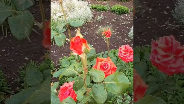 Роза-символ совершенства? смотреть онлайн