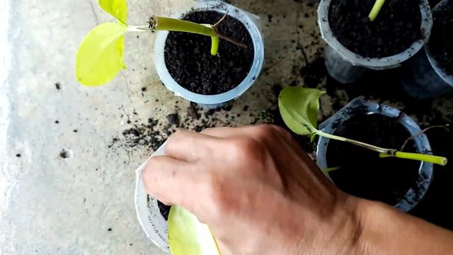 PAGPAPARAMI NG GOLDEN PHOTOS AT WATER PLANT ( sinasabi kong silver photos ay water plant) смотреть онлайн