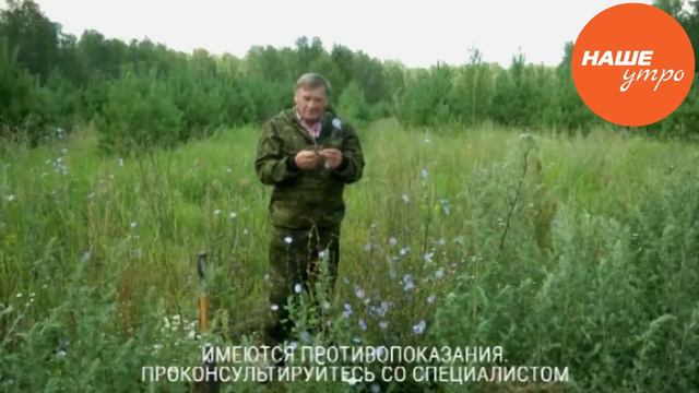 Дикий цикорий смотреть онлайн