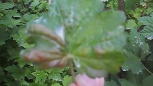 Почему краснеют листья на смородине и покрываются бугорками