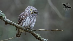 Glaucidium passerinum
Pygmy Owl