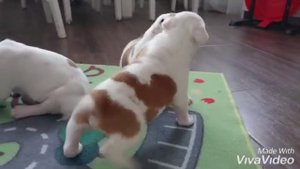 Щенки амстаффа 3 недели , питомник "Asti Dog House"