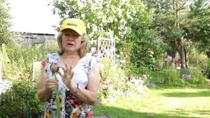 275_Лук живородящий