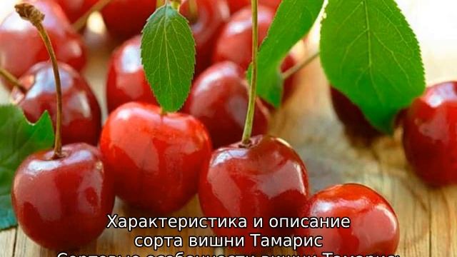 Вишня Тамарис смотреть онлайн