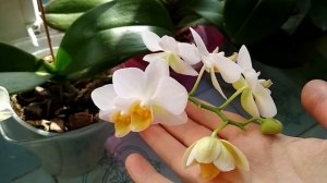 Фаленопсис Burgundy,цветение моего подростка