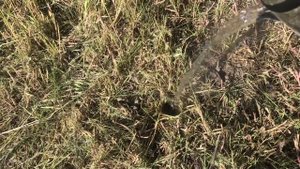 Как избавиться от тарантула на своём участке